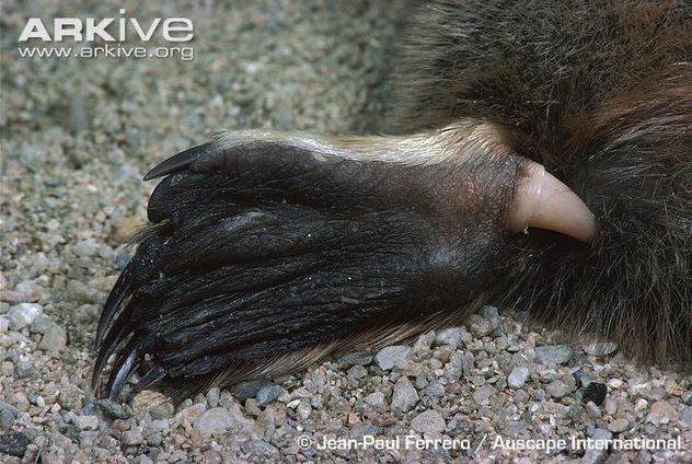platypus feet venom stinger